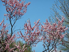 �D�y�s���c��