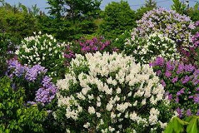 �D�y�s���΋�